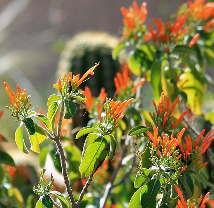 Mexican Honeysuckle - Justicia spicigera from Whitfill Nursery