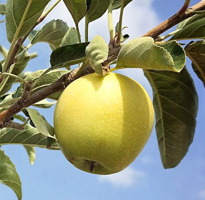 Dorsett Golden Apple - Malus domestica 'Dorsett Golden' from Whitfill Nursery