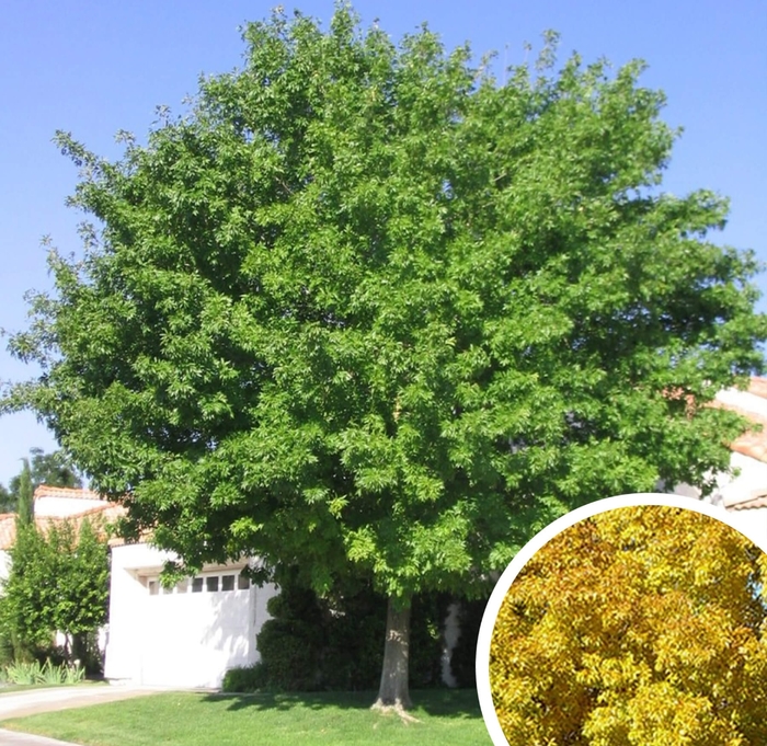 Fan-Tex Ash - Fraxinus velutina from Whitfill Nursery